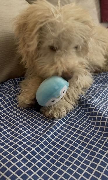 heyvanla: Pudel, 4 ay — 2