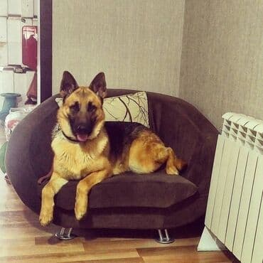 Gəmiricilər: Alman çoban iti, 3 il, Erkek, Ünvandan götürmə — 6