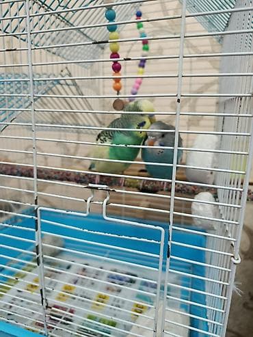 it qovan cihaz: Əlaqə 0557864969 2 ədəd yetişkin tutuquşu və bir bala (1 aylıqdır) — 4