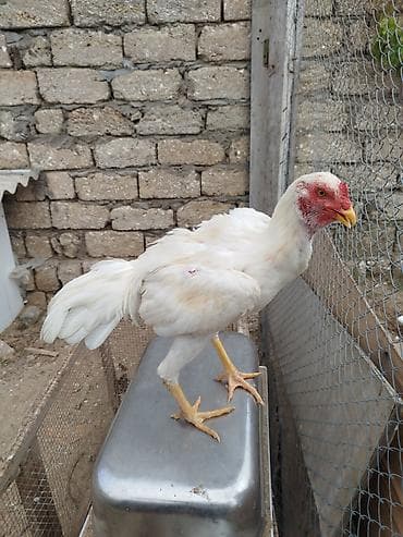 beca xoruz: Cinsi yapondu 8 ci ayindadi hele teze ayilir tam saglam heyvandi — 3