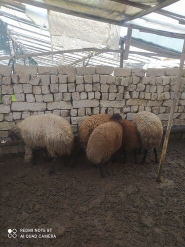 qoyun sortları: 5 dənə Qala qoçları satılır damazlıq üçün superdi 3 ü ana qoçdu 2 si — 4