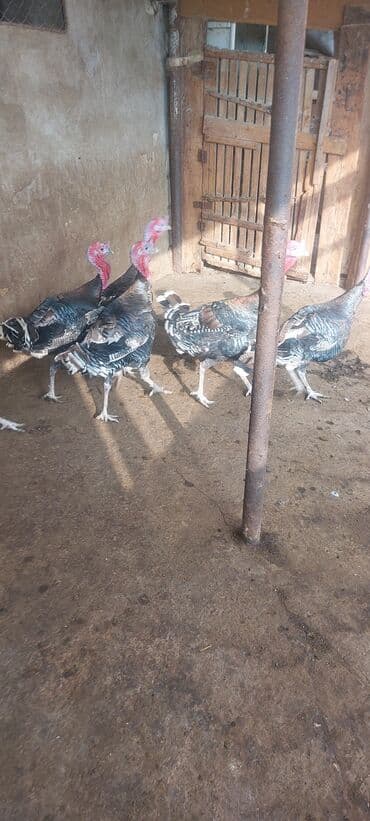 cins ineklerin satisi 2018: Erkək, Damazlıq, Ünvandan götürmə — 4