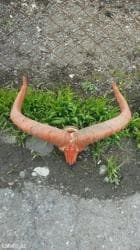 qurban bayrami qoyun sekilleri: Dag gocu. Kel. Alt cenesi yoxdur — 2