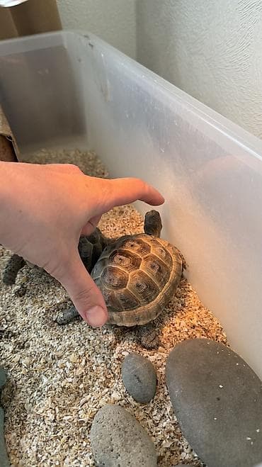 heyvan sığınacağı: Quru tısbağaları, 2 ədəd konteyner ve su qabı ilə birgə satılır. - 2 — 6