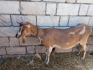 saanen kecileri: Əssəlamu Alekum südlü alpin keçisi satılır yanı bəlalı satılır balası — 1