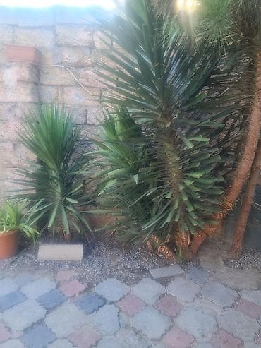 limon ağaçı: Dekorativ Yucca Ağacı – həyət və bağ üçün. - Növ: Yucca (hündür — 1