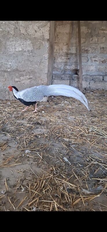 babil quşu: Satılır: dekorativ gümüş fazan (Silver Pheasant) Xüsusiyyətlər: - — 7