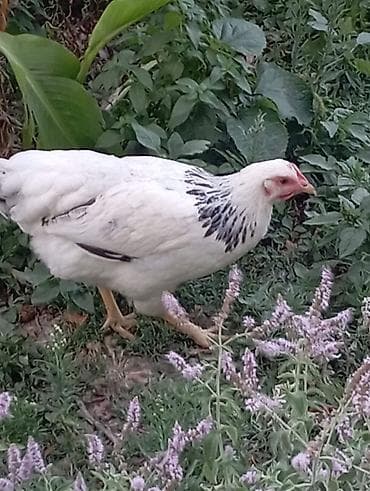 qizil qus: Tam sağlam saf qan serebirstder vaksinleri vurlub 5ayliqdirlar( — 7