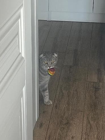 scottish fold: Şotland — 2