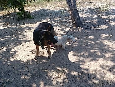 setteri it cinsi: Pitbul, 1 il, Dişi, Peyvəndli, Ödənişli çatdırılma — 3