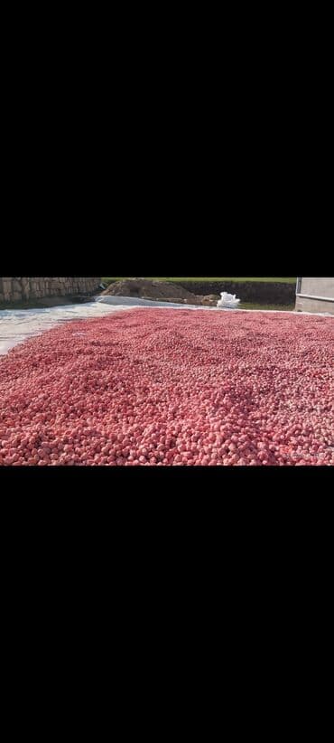 çiya toxumu ile ariqlamaq: Məhsul: Noxud toxumu (toxumluq) Təsvir:Toxumluq Ağ iri Dənəli — 4