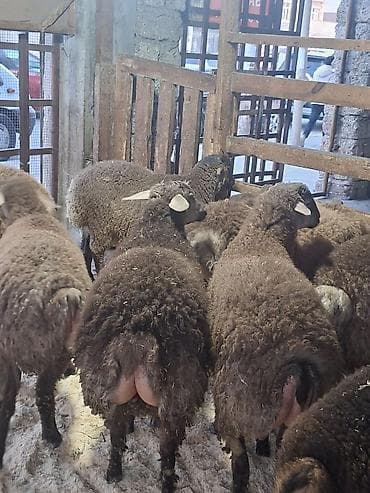 Птицы: Qoyunlar – ətlik-yunlu, quyruqlu tip Məhsul təsviri: - Şəkillərdə iri — 8