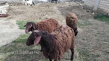 Salam 3 ədəd qala cinsi damazlığ qoçlar satıram yaxşı damazdığ