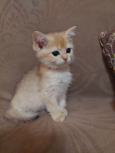купить шотландского котенка: Золотая шиншилла, Самка, В добрые руки, Самовывоз — 3