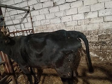 limuzin inek: Salam aleykum düyə heyvandi 1 ni dogub boş bekar adamlar narahat — 3