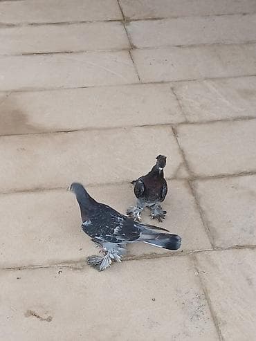 goyərcin damı: Cüt rəngarəng göyərçin - Növ: dekorativ/oyun göyərçinləri, lələkli — 4