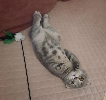 Şotland yastı qulaq, Erkək