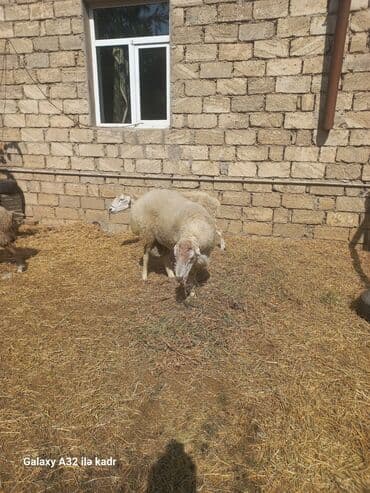 heyvan bazari inekler: Fermada yetişdirilmiş, müxtəlif rənglərdə olan qoyunlar. Sağlam və — 11