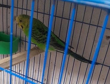 yarasa yuvası fiyatı: 6 eded tutuqusu satilir 3 disi 3 erkek quslardi — 2