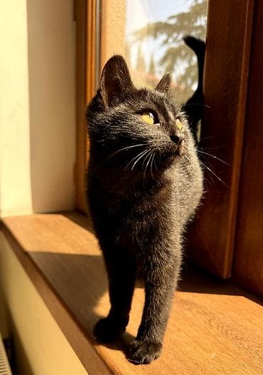 кошки в добрые руки: Самка, В добрые руки — 1