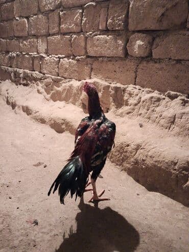 Inəklər, öküzlər: Məhsul: Qırıq tüklü, uzunboylu dayanıqlı xoruz Təsvir: - Uzun və incə — 1