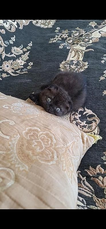 pişik tap az: Dişi — 7