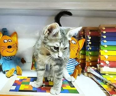 pisik itib: В самые добрые ручки. Котенок-девочка, возраст - 2,5 мес. Красивая — 4