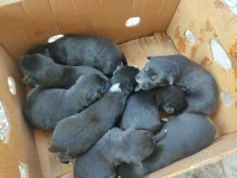 Gəmiricilər: Xaski, Erkek — 4