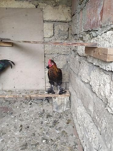 brama toyuqu: Xoruz, Brama, il: <1, Ünvandan götürmə — 1