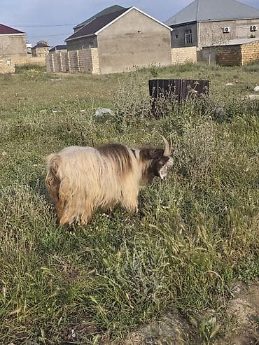 itlerin ucuz qiymete satisi: Heyvanlar tam sağlamdır təcili pul lazım olduğu üçün satılır üçüdə — 3