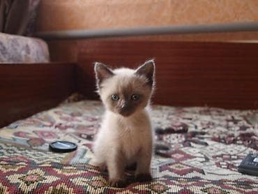 siam pisiyi haqqinda: Siam — 5