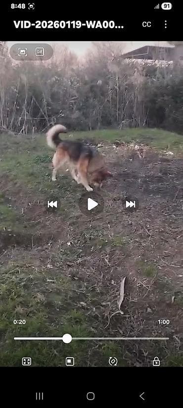 ucuz ev itleri: Alman çoban iti — 3