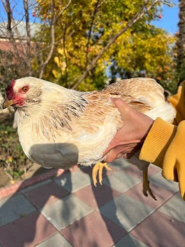 kend teserrufati: Toyuq, Yumurtalıq — 11