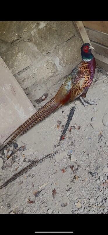 yapon xoruz: Xoruz, il: 1, Pulsuz çatdırılma — 7