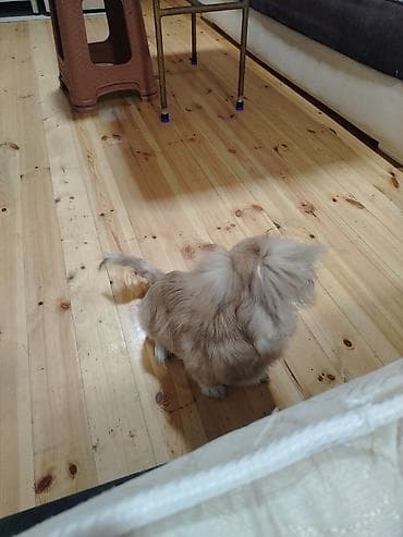 bala pişik adları: Pekines, 4 ay, Erkek — 2