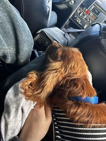 it ucun manej: Koker spaniyel, 1 il, Erkek, Peyvəndli — 3