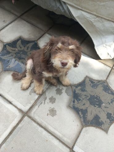 cau cau iti satilir: 3 ay, Erkek, Ünvandan götürmə — 4