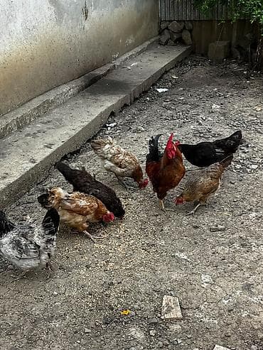 barter toyug: Toyuq, Damazlıq, Ödənişli çatdırılma — 5