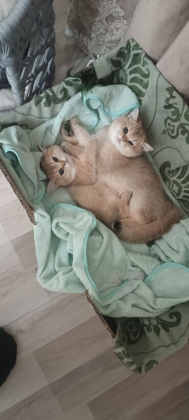 chappi it yemi: Britan, Dişi, Yaxşı əllərə, Ünvandan götürmə, Ödənişli çatdırılma — 1