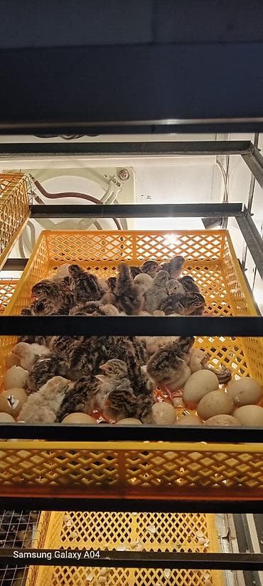 2 ayliq cuceler: 2,50 qepiye sesek cücesi çatırılma var — 1