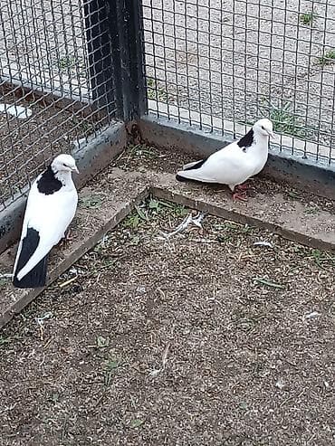 goyərclər: Təmiz abrez hazır cütü. uçuş oynamaq var — 3