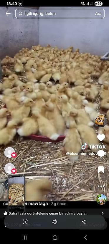 lal ördek: Mawtaga ərazisində satılıq ördək balaları - Cins: erkək - Təyinat — 2