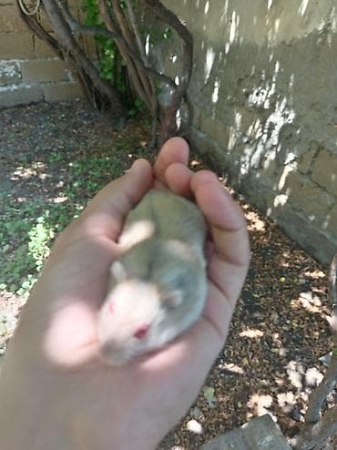 Qəfəslər: Nadir tapılan qırmızı göz qəhvəyi erkək mini cunqarik xamyak, əl — 2