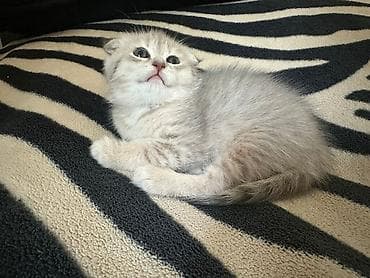 pişiylər: Şotland yastı qulaq — 2