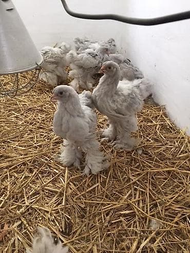 Gəmiricilər: Brama yumurtasi-2 Brama cucəsi-9 Tam mayali yumurta Hər nov brama — 8