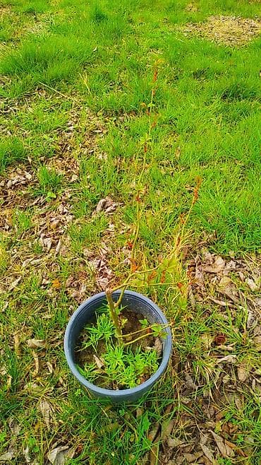 ev gulleri ve adları: Flammentanz sarmaşıq qızılgül sortu - Növ: Sarmaşıq (climbing) — 2