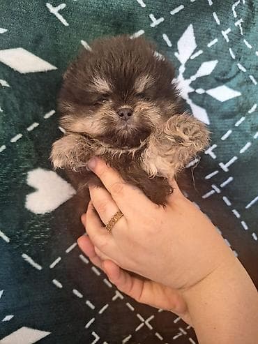 it geyimləri: Şpitz — 4