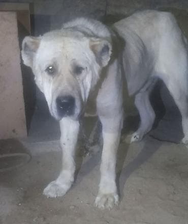 Heyvanlar: Qurdbasar — 1