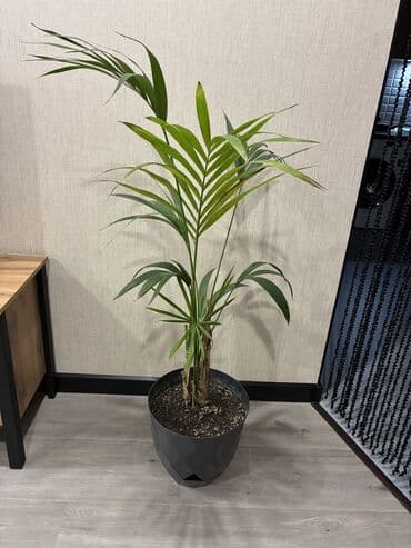 Digər bitkilər: Tebii palma Xoveya — 2