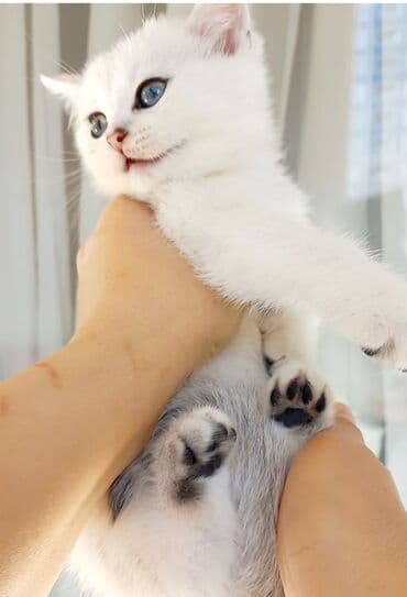 Çaydanlar: Şinşilla, Erkək, Yaxşı əllərə, Ünvandan götürmə — 3